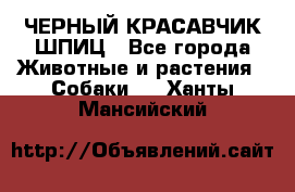ЧЕРНЫЙ КРАСАВЧИК ШПИЦ - Все города Животные и растения » Собаки   . Ханты-Мансийский